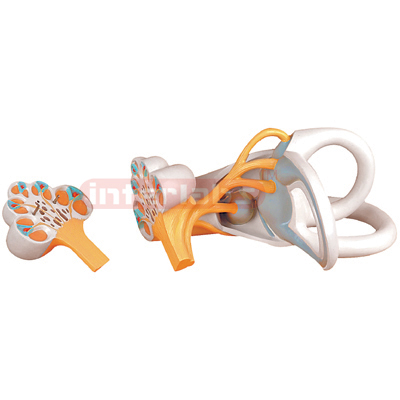 Interlab? Ear Labyrinth Model